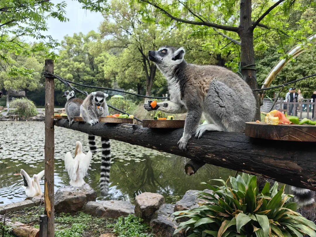 听说现在流行逛动物园？热度堪比迪士尼