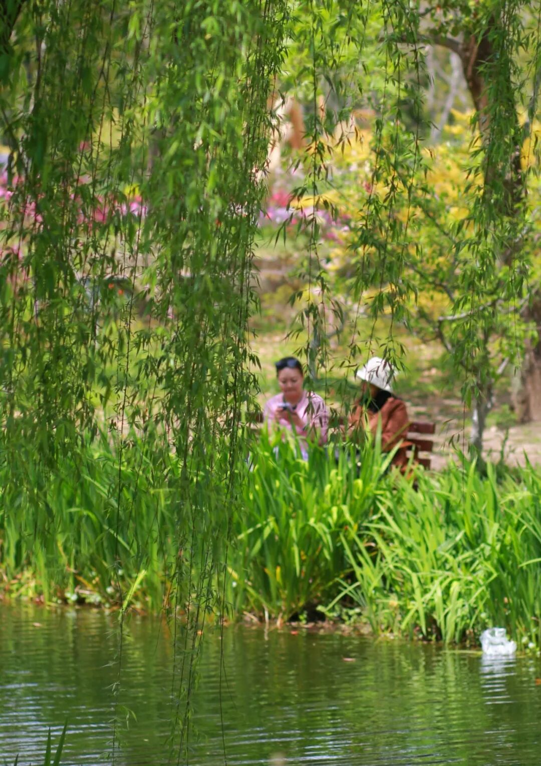 上海 杨浦 共青森林公园 2026百花节 （范筱明 摄）202604_22.JPG