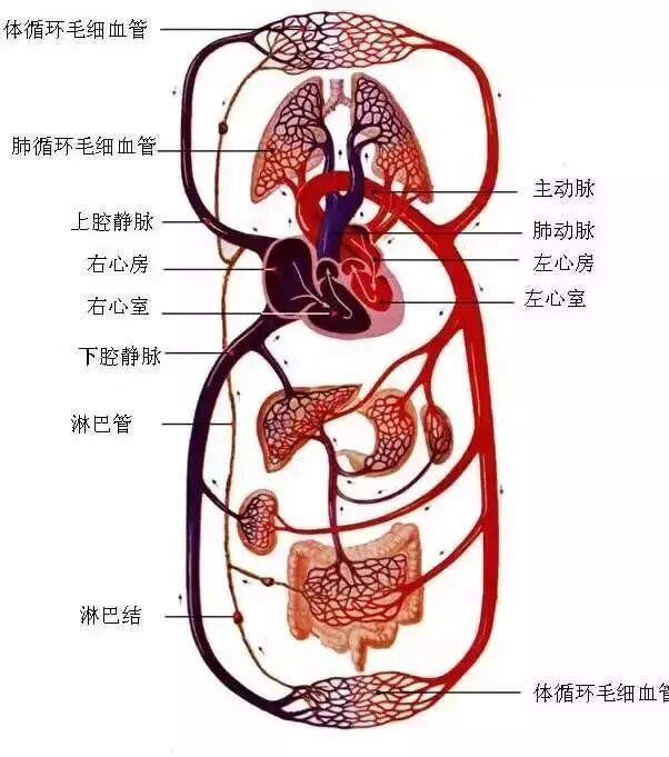 古法经络|人为什么会衰老死亡，就是经络不断堵塞的过程！