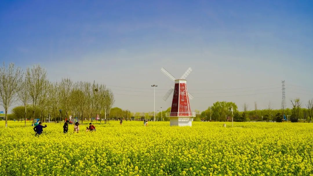 兖州牛楼油菜花门票图片