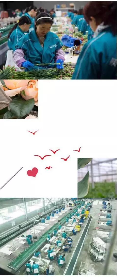 鲜花也能直播带货啦