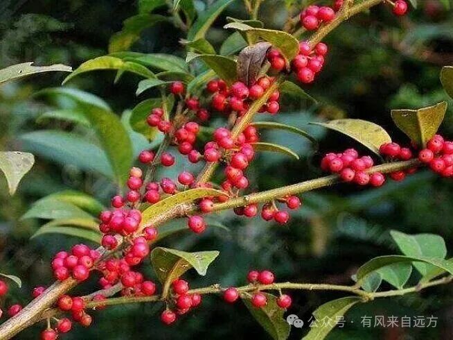 脉管炎——详解毛冬青