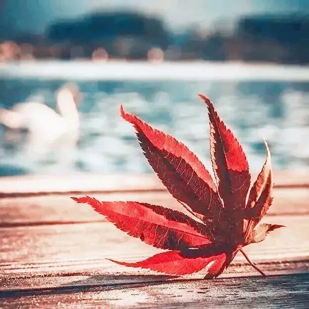 人心如落叶（非常经典）