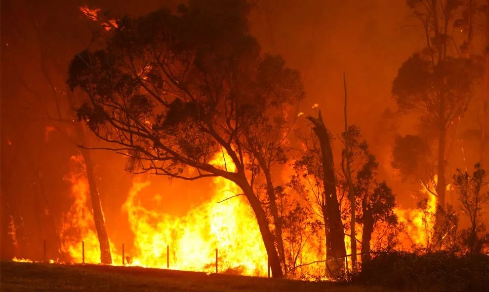 澳大利亚高温与森林大火或威胁当地葡萄酒产业