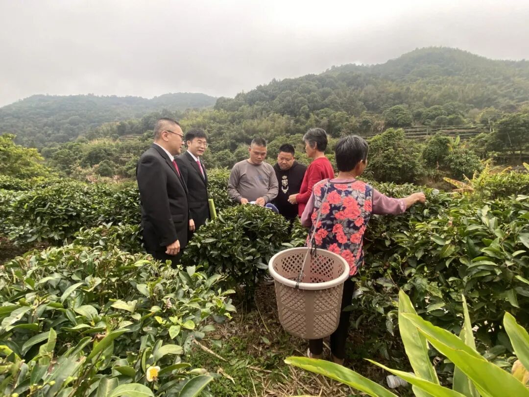 潮州潮安区凤凰镇以茶为媒打造凤凰制茶四式调解品牌