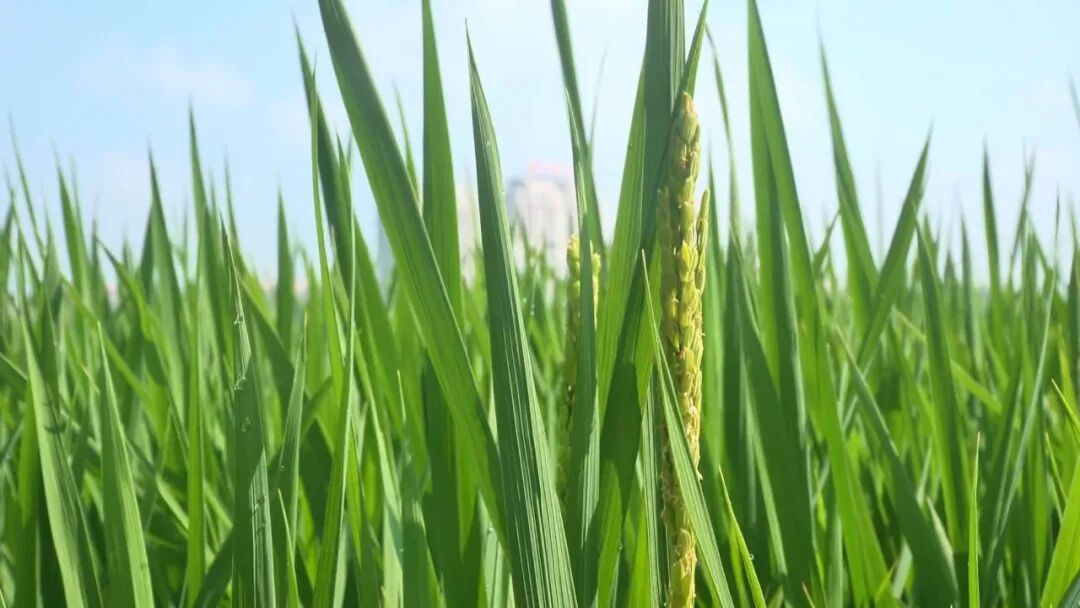 县植保部门提醒：水稻进入抽穗期 病虫害防治要抓紧