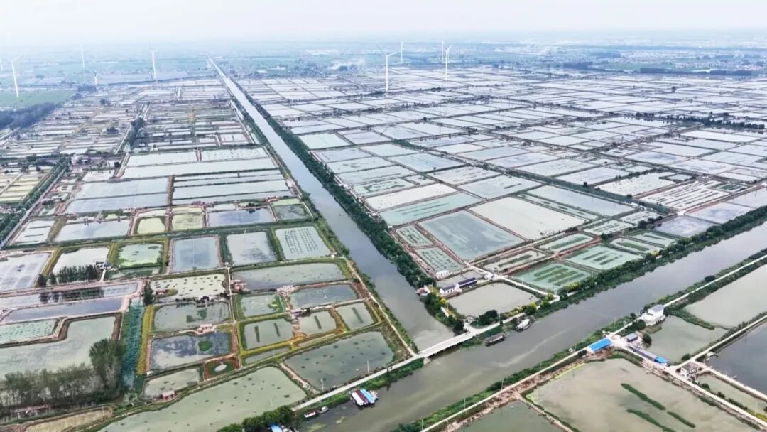 宝应：好水出好蟹  26万亩生态蟹抢“鲜”上市