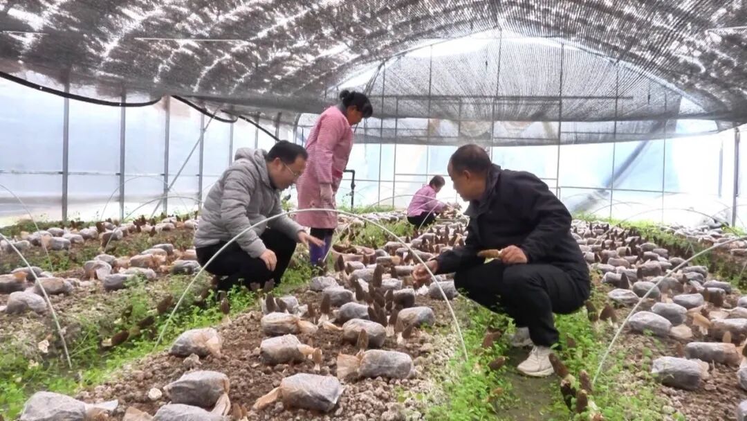 乡村振兴宝应行动·看百村 | 羊肚菌首次在宝规模化种植成功 亩均收益超5万元