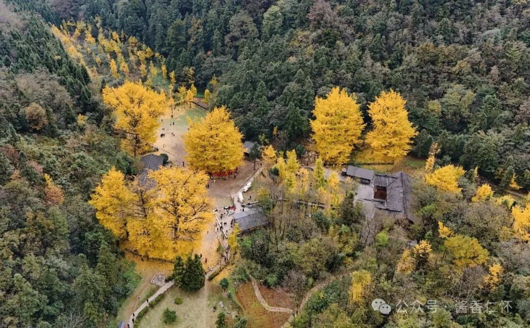 『仁怀物种』初冬银杏：金黄画卷中的岁月温柔(图4)