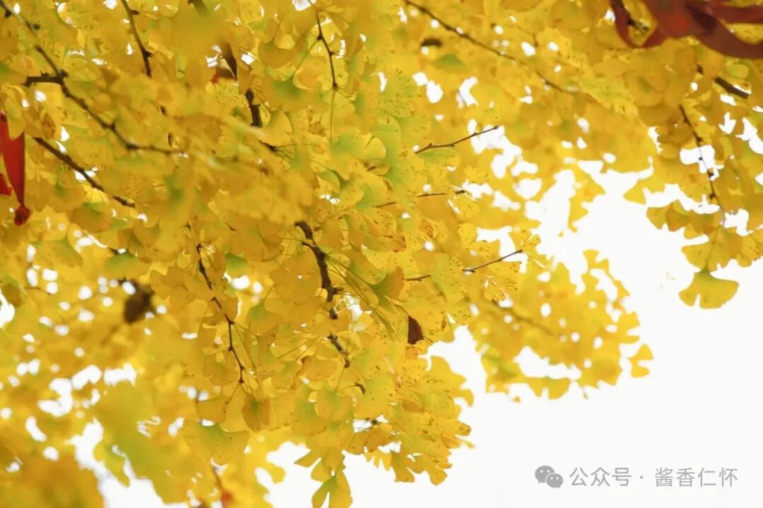 『仁怀物种』初冬银杏：金黄画卷中的岁月温柔