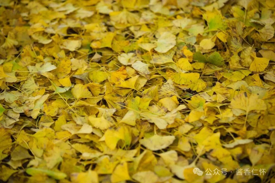 『仁怀物种』初冬银杏：金黄画卷中的岁月温柔(图5)