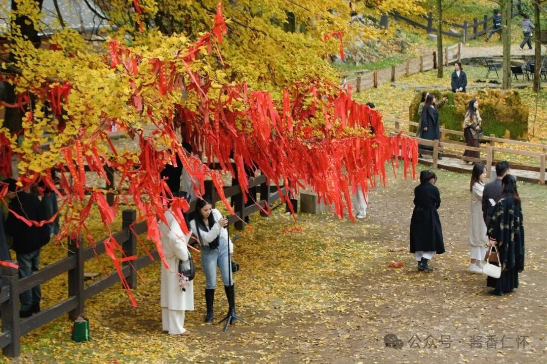 『仁怀物种』初冬银杏：金黄画卷中的岁月温柔(图2)