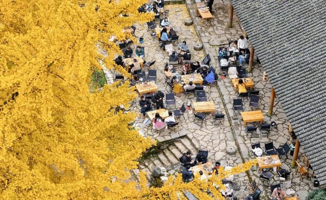 『仁怀物种』初冬银杏：金黄画卷中的岁月温柔(图3)