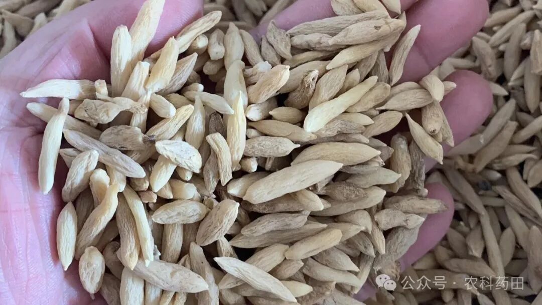 这两药材价格“大跳水”，大家入手需要注意了！