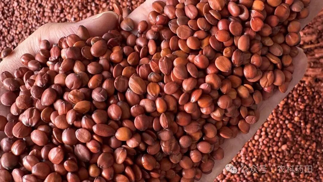 腊月药市迎春潮:这几个药材“身价”涨