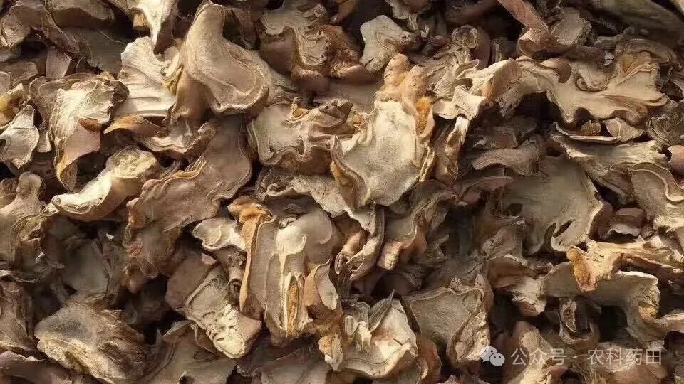 这2大中药材价格悄悄翻倍，地里种的“金疙瘩”来了！