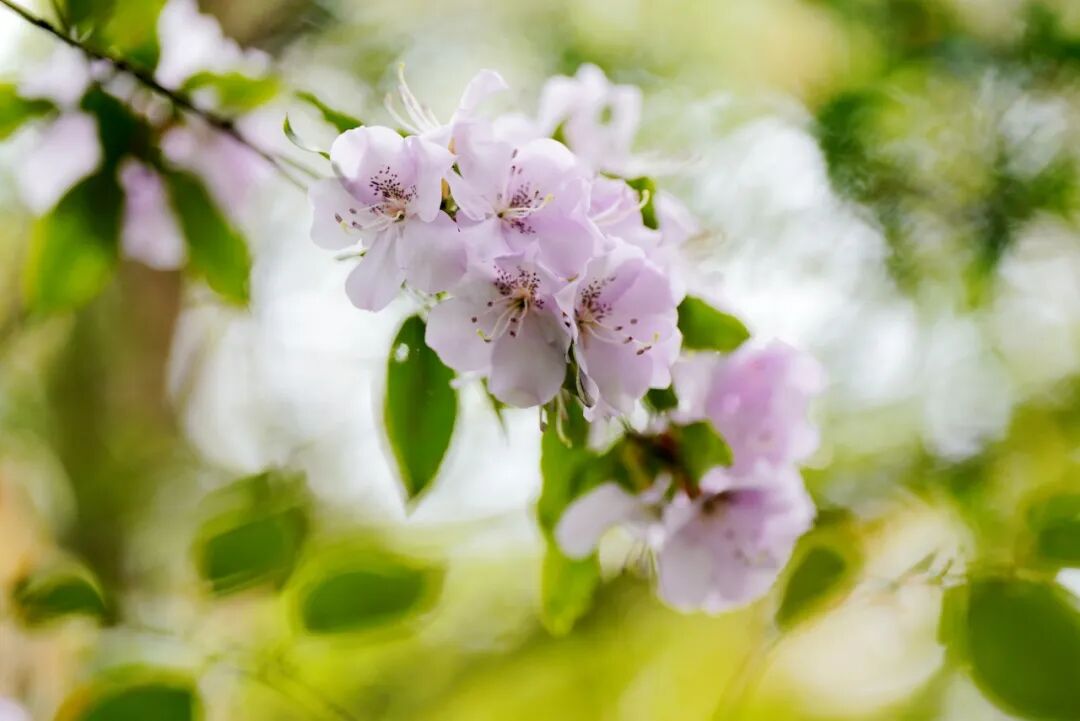 杜鹃花展现场
