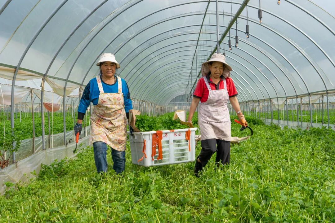 12树渣村产业发展（薄荷基地）  王正鹏 摄122025.7.9.jpg