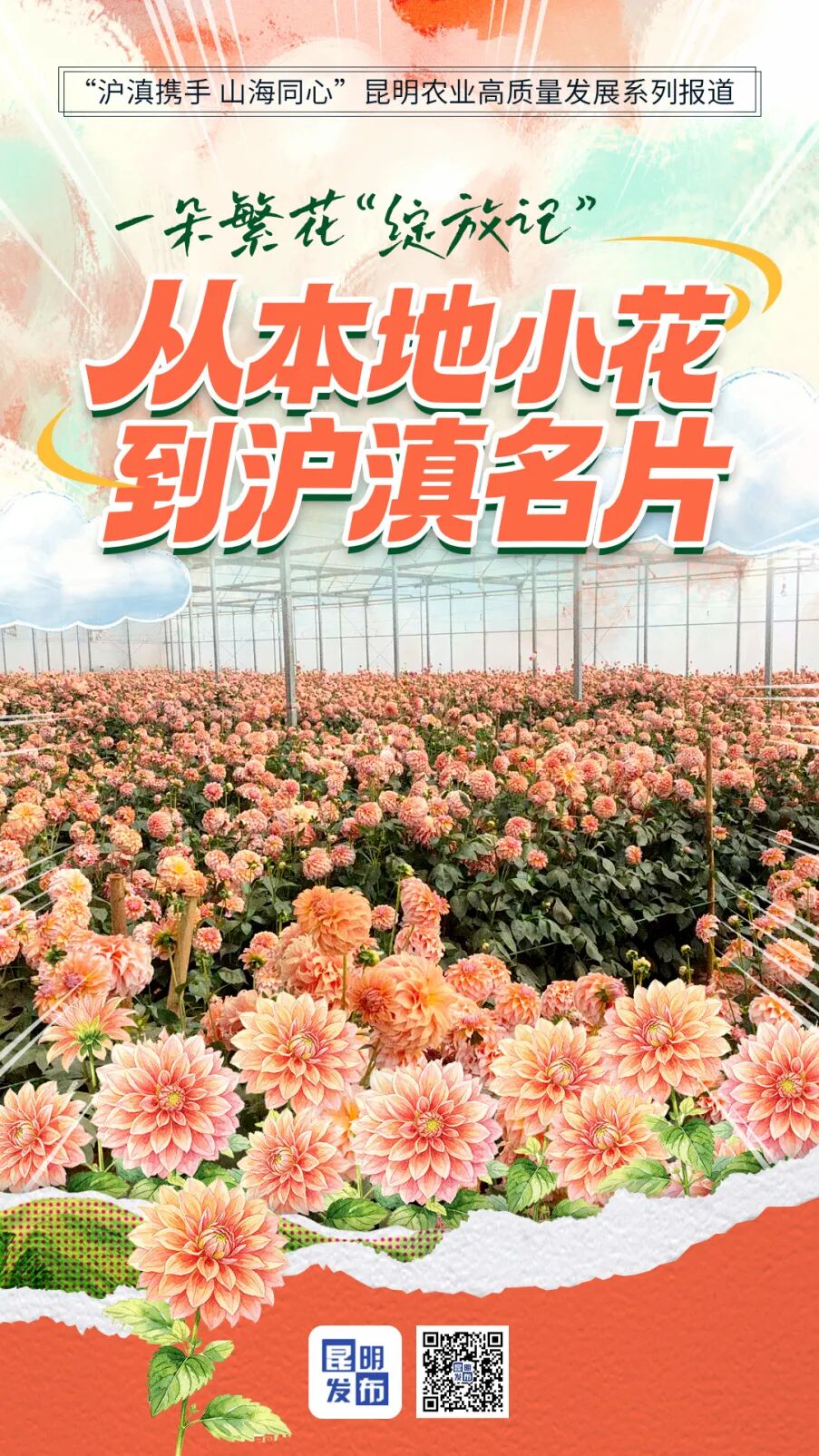 从本地小花到沪滇名片.jpg