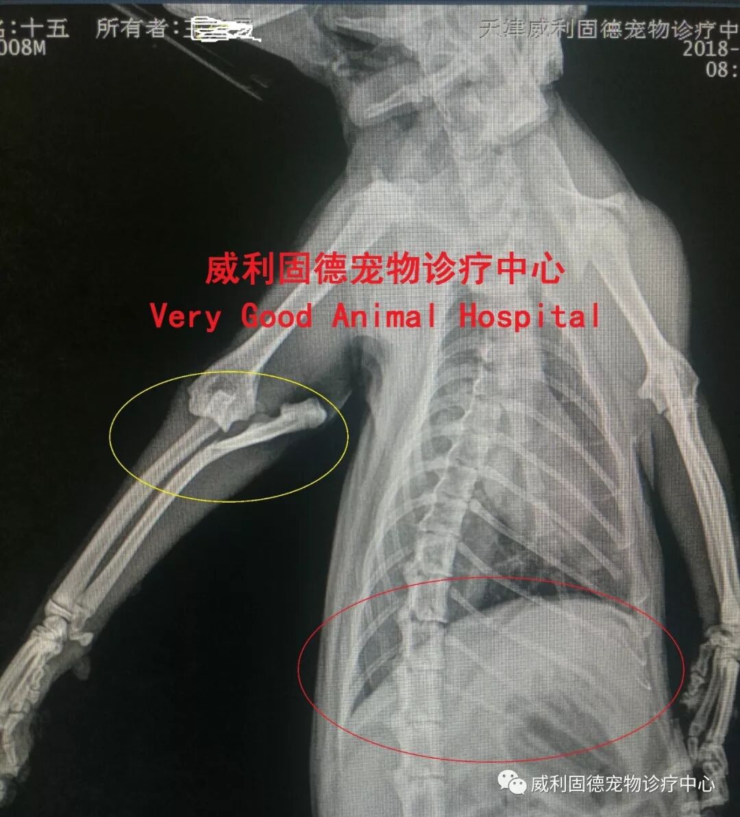 手术治愈蓝猫尺骨骨折 肘关节脱位和软腭裂开 病症 维宠宠物导航网