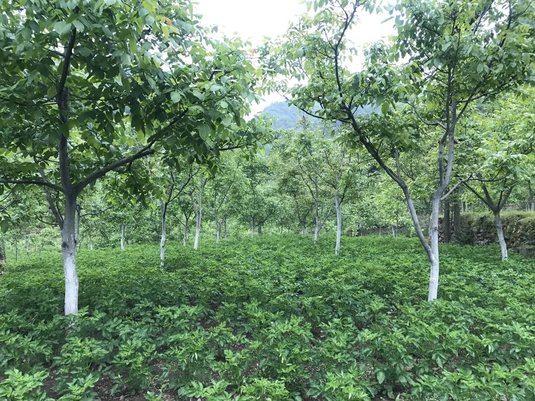 从沉睡森林到绿色资本汉滨推进林下经济高质量发展