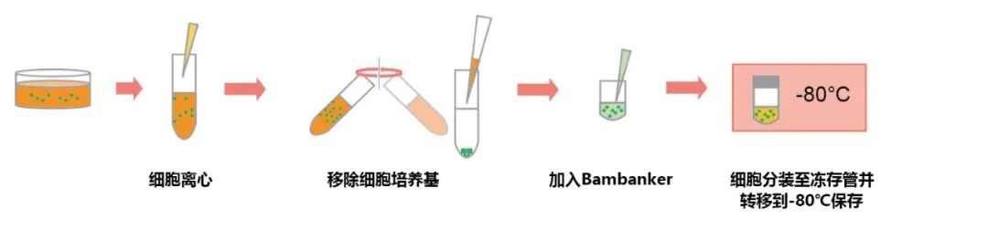 Bambanker無血清適用于細胞庫的全能細胞凍存液
