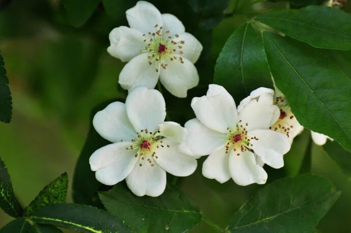 【望军专栏】开到荼蘼花尽