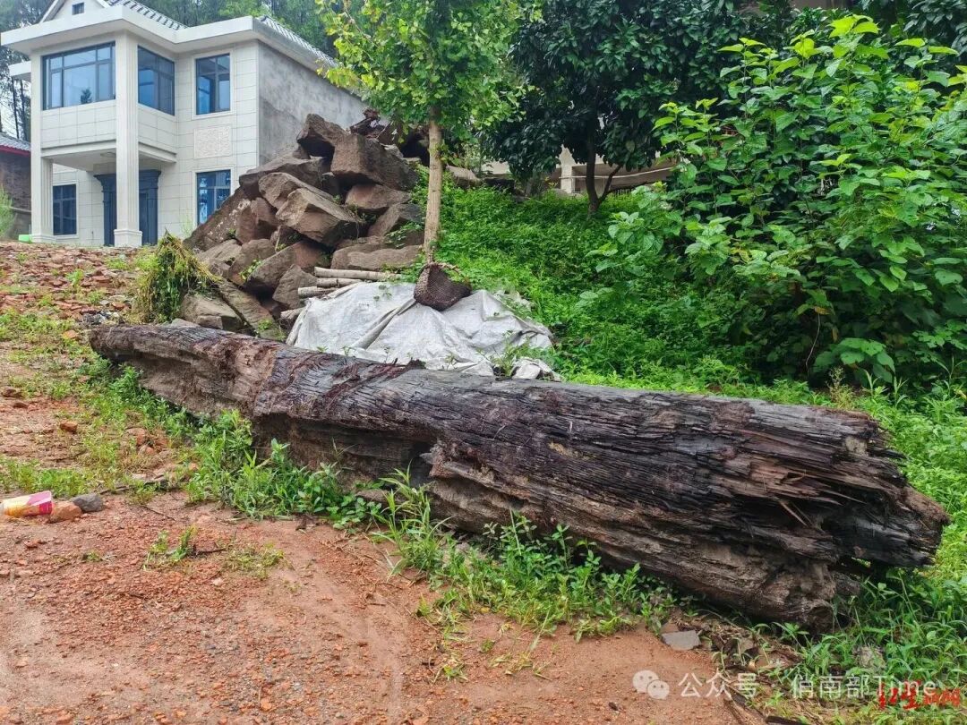 村庄挖出疑似乌木：已追回一批