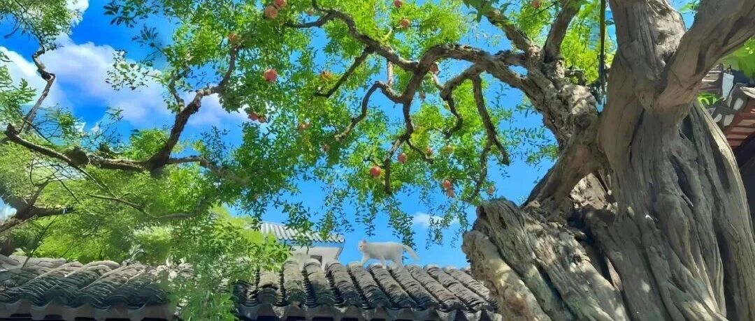 电脑壁纸｜超清8K无水印电脑桌面壁纸110张