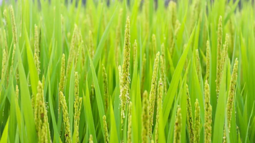 电脑壁纸｜超清8K无水印电脑桌面壁纸风景壁纸50张