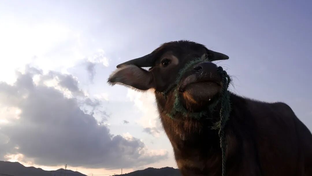 607302-电脑壁纸｜超清8K无水印电脑桌面壁纸110张