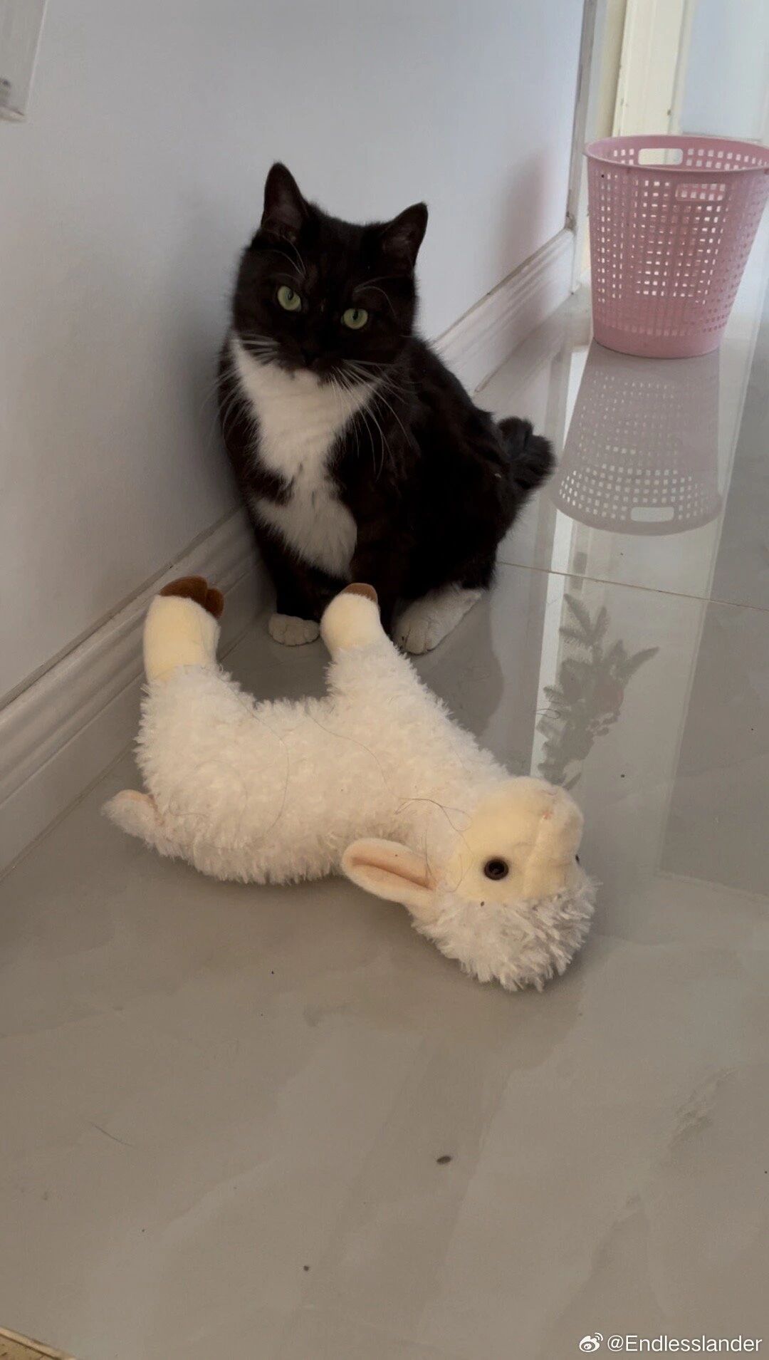 英国寄来的猫咪听不懂中文,当我对着猫说脏话后，他竟然给了我一巴掌？猫：“你才听不..