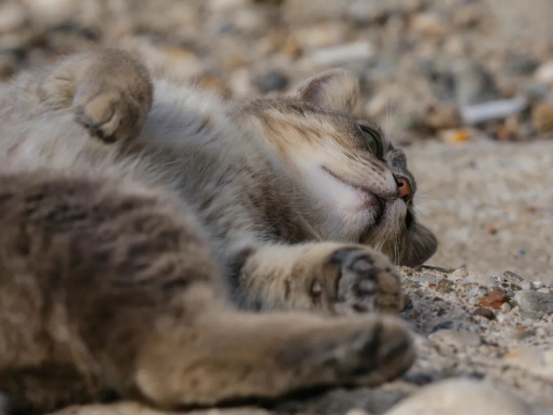 英国寄来的猫咪听不懂中文