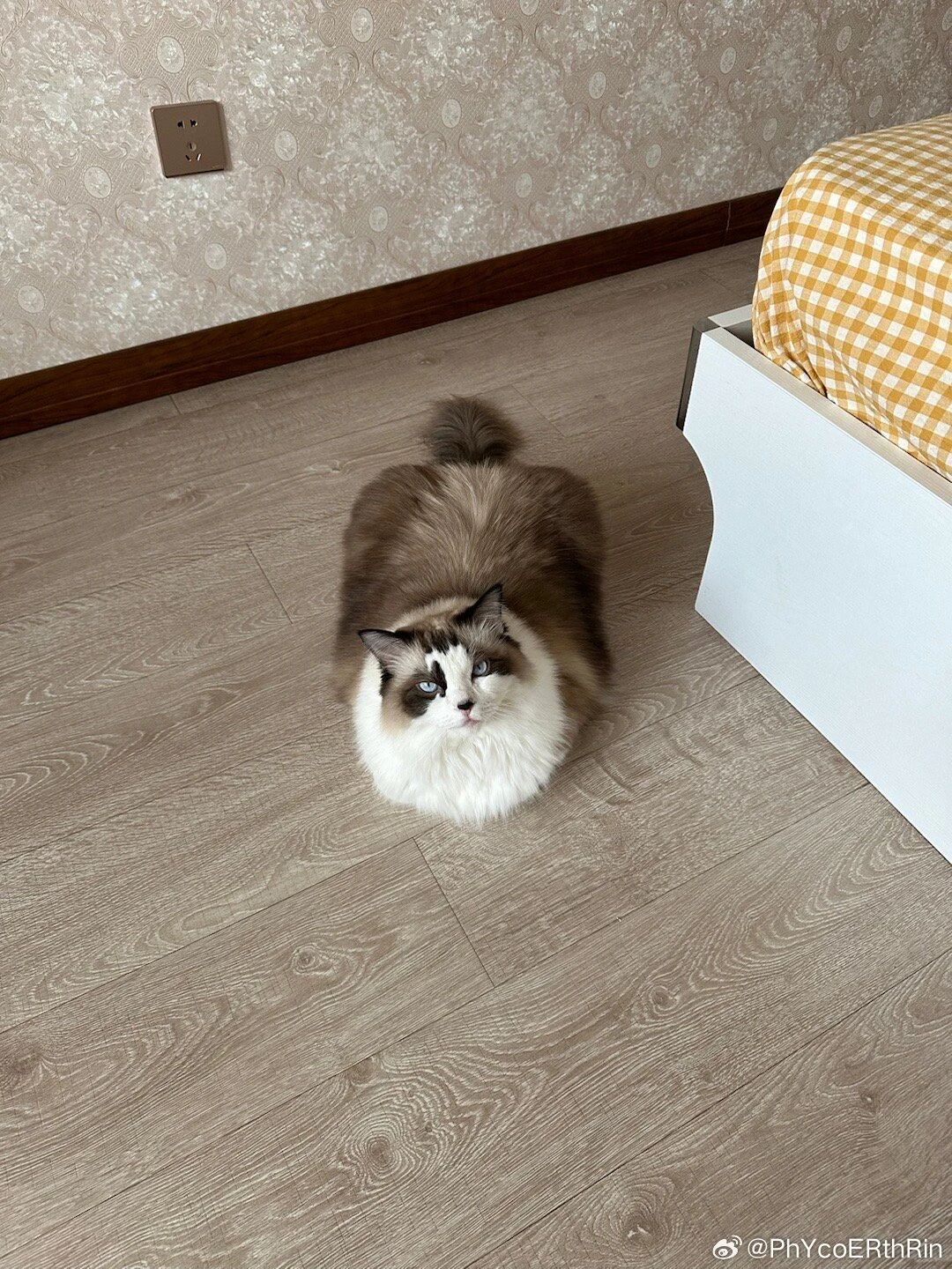 英国寄来的猫咪听不懂中文