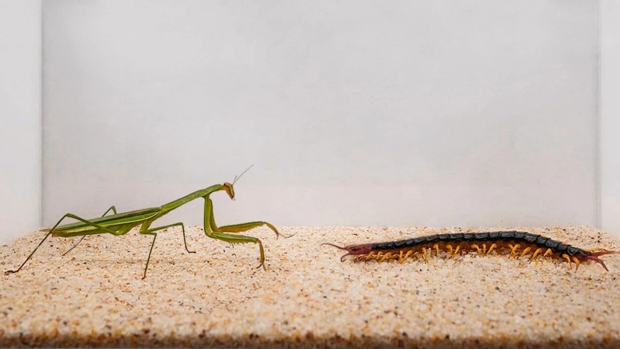 螳螂 vs 蜈蚣,一场惨烈的战斗!