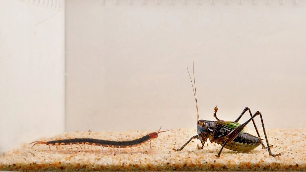 蝈蝈 vs 蜈蚣,结果有点意外!