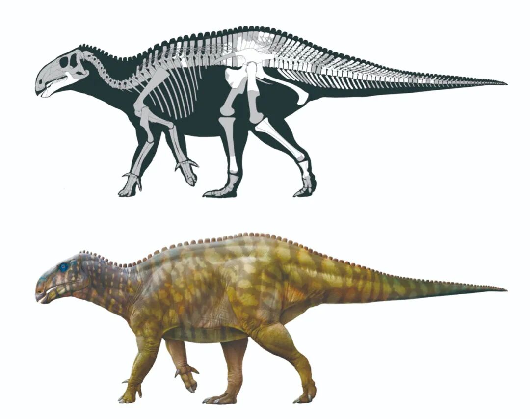 发现地：重庆！我国西南地区首个鸭嘴龙类恐龙是它→