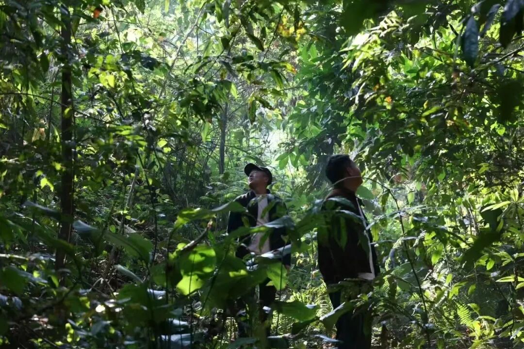 2025普洱春茶价格预测：临沧、勐海、易武三大产区每斤行情抢先看