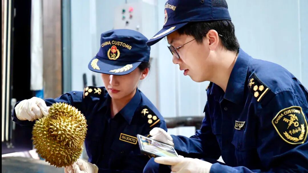 海关关员在磨憨铁路口岸对进口泰国鲜榴莲进行查验。新华社发（胡攀 摄）.jpg