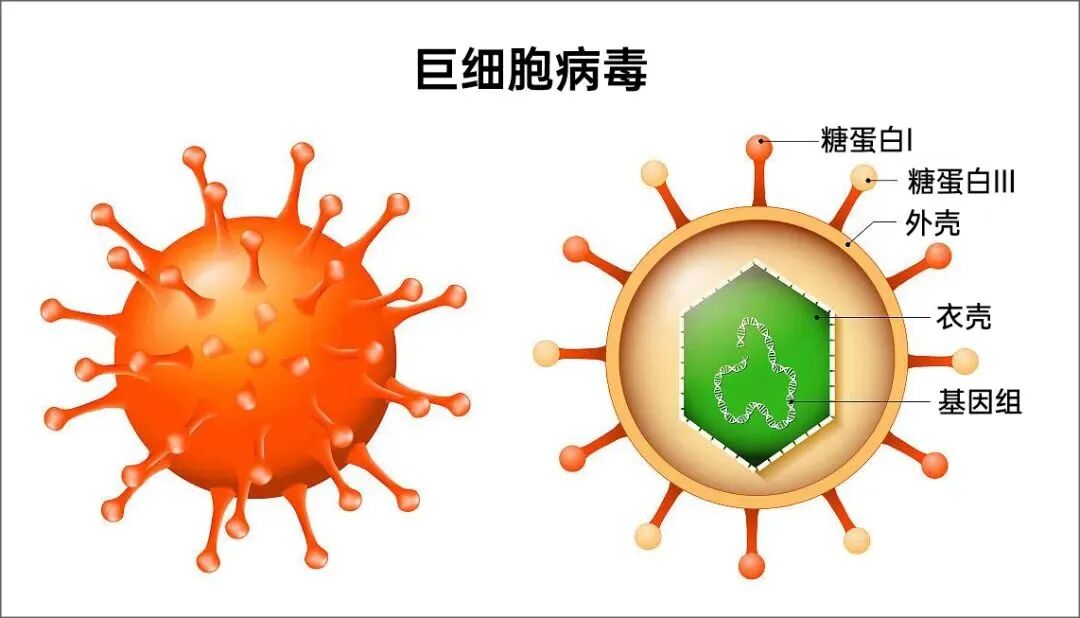 怀得好好的怎么突然就胎停了？