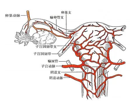 决定胚胎着床的4个关键因素，80%的姐妹都不知道！