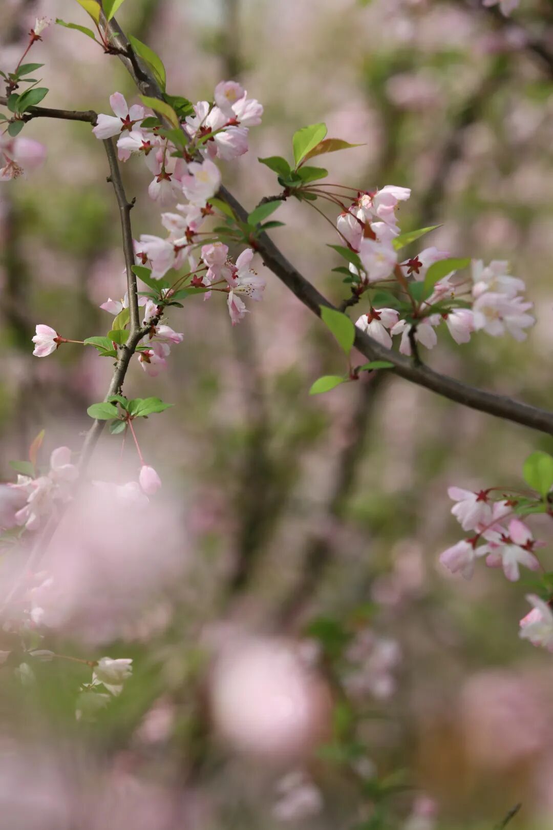 9219170_青山江滩海棠花.JPG