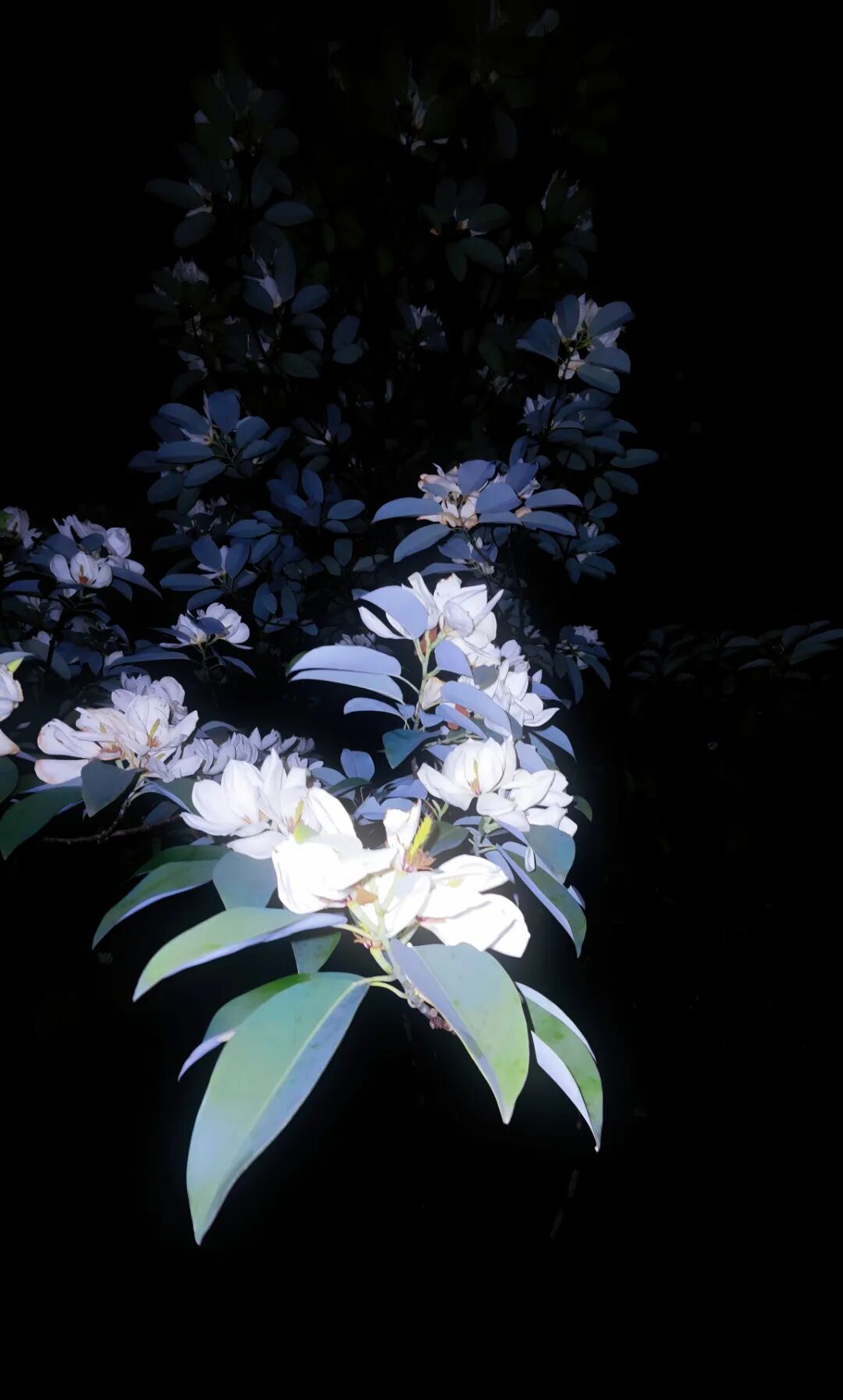 《夜绽玉兰》城市摄影队大学生小分队  何红英 摄于湖科揽胜楼前.jpg