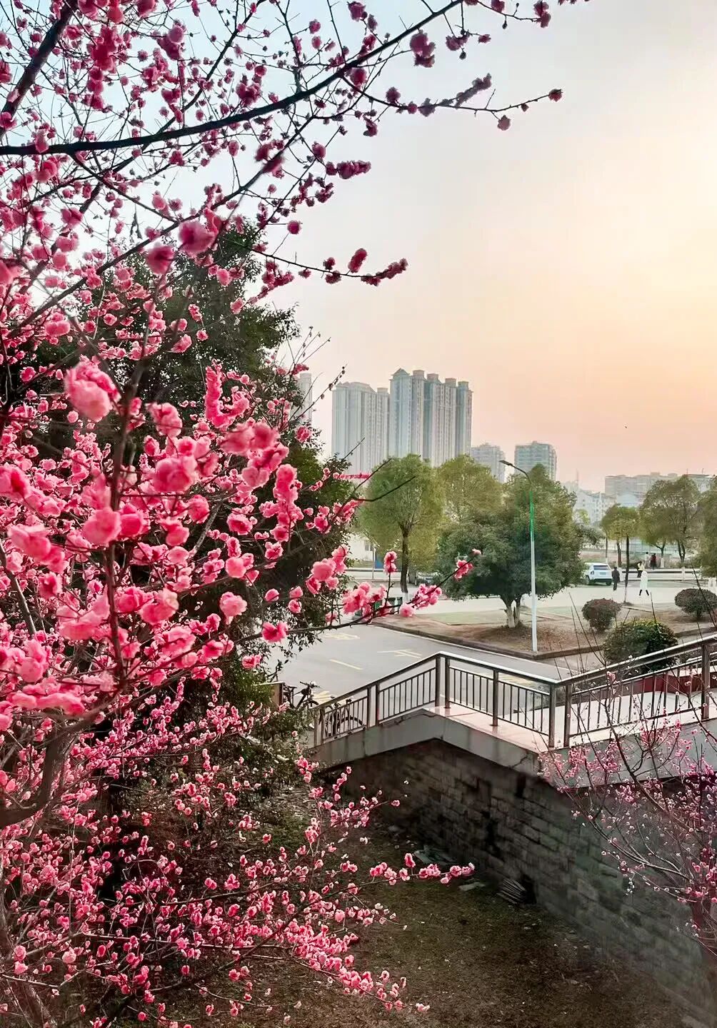 《春日花语》城市摄影队大学生小分队  董鹏 摄于湖科教学楼前.jpg