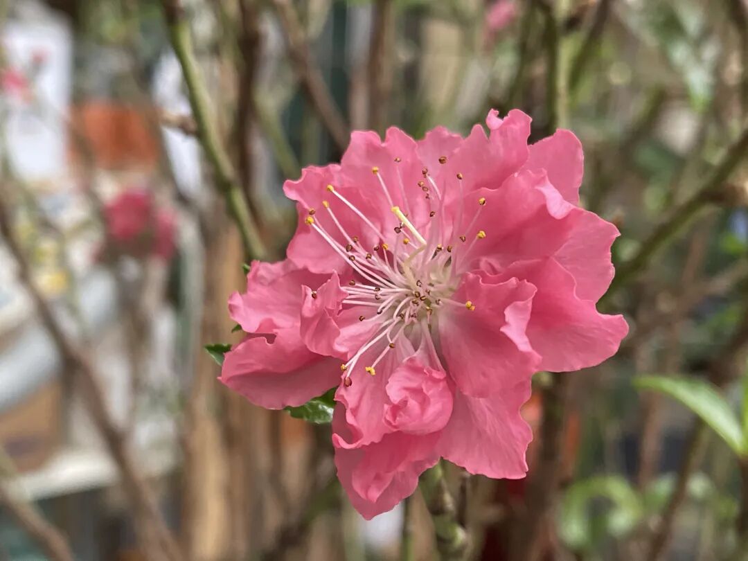 英姐自己种的花开了