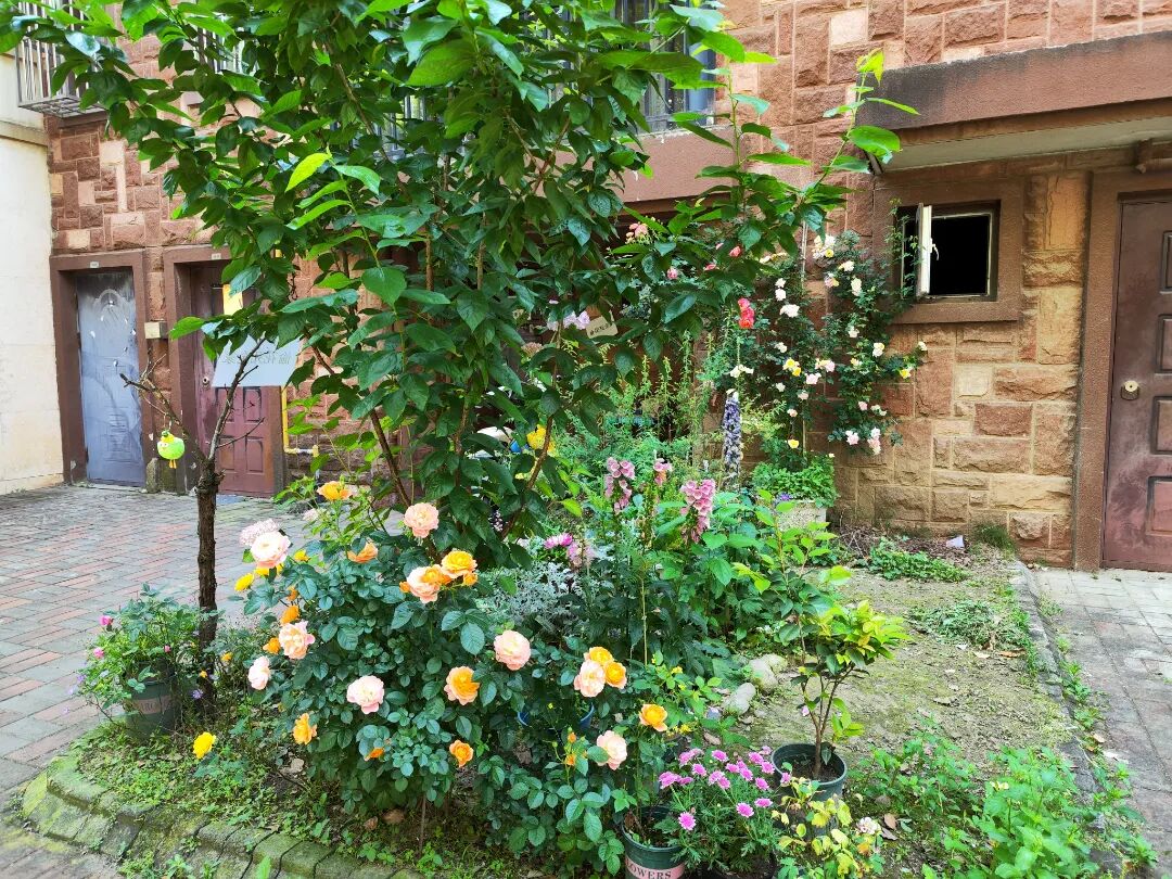 探访仪征藏在市民家门口"莫奈花园"