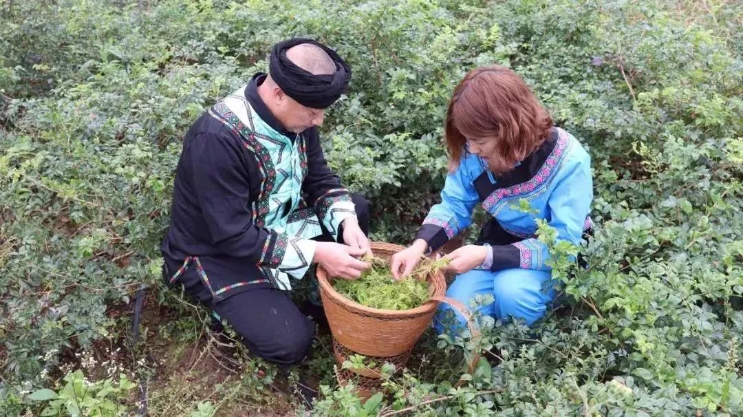 吃什麼都怕高？喝一點「它」，清理身體垃圾，給血管洗個澡！ 健康 第58張