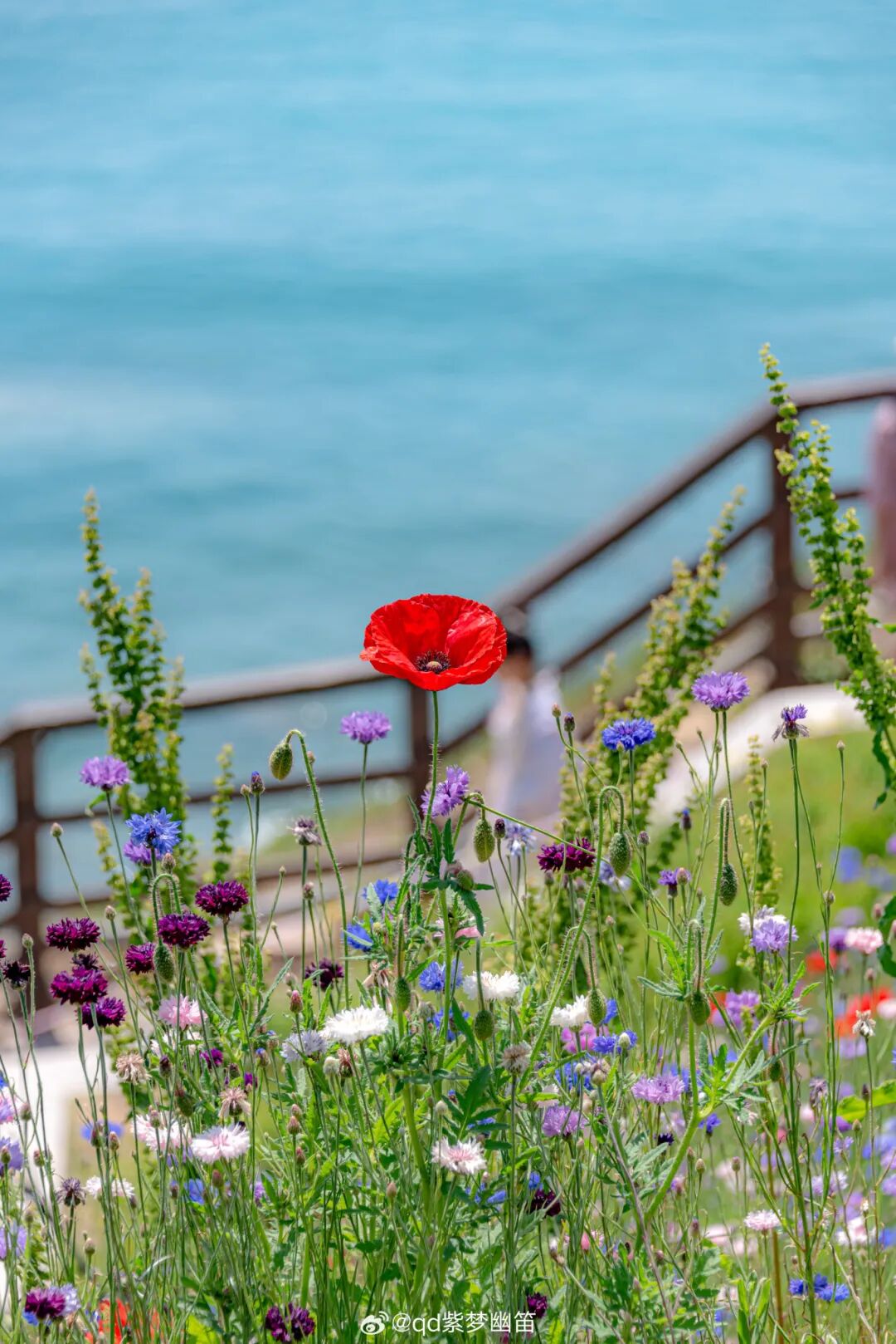 花开进度100%,青岛5月赏花指南来喽!