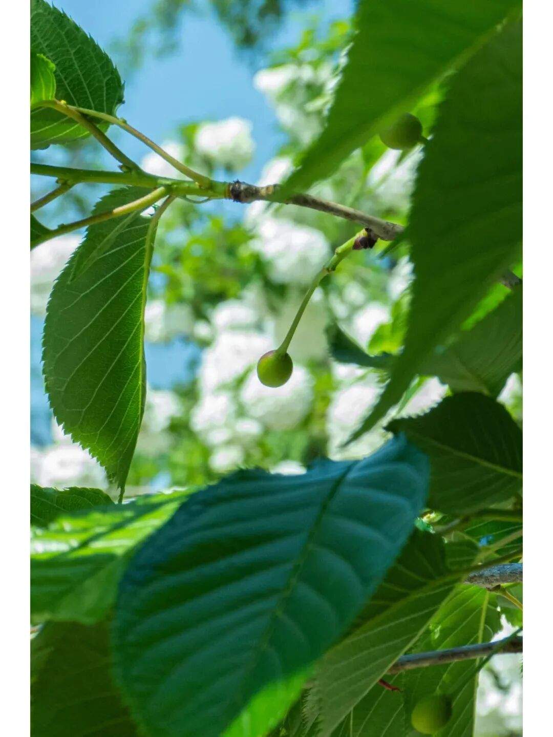 花开进度100%,青岛5月赏花指南来喽!