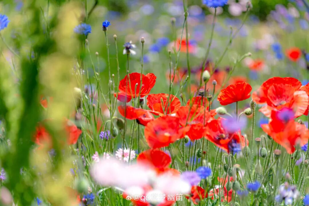 花开进度100%,青岛5月赏花指南来喽!